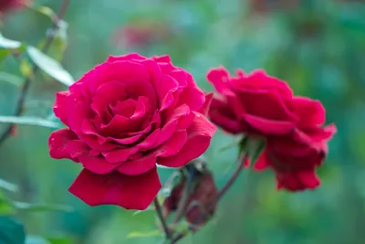 Иранская роза - фото высокого разрешения в формате jpg