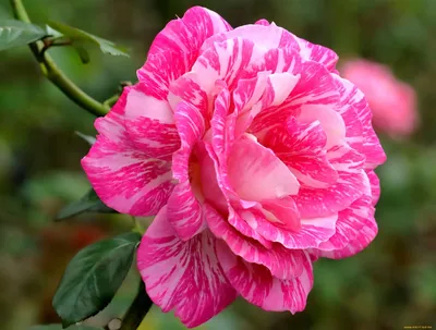 Иранская роза в формате webp - фото для скачивания