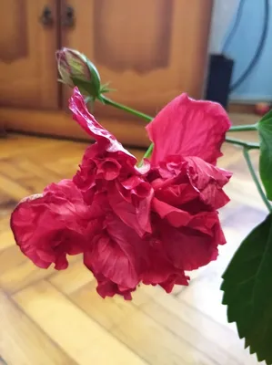 Фотка красивой иранской розы в png