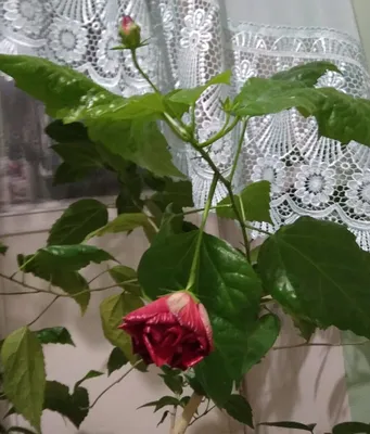 Фото иранской розы в высоком разрешении