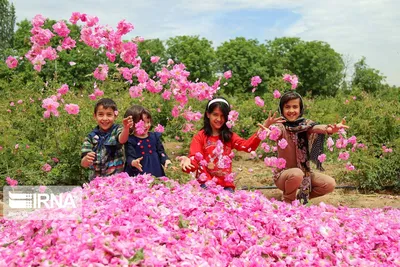 Красивая иранская роза - картинка для скачивания в png