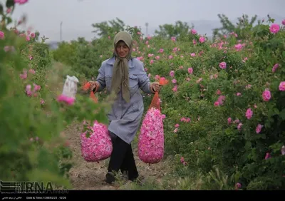 Фотография иранской розы в формате webp