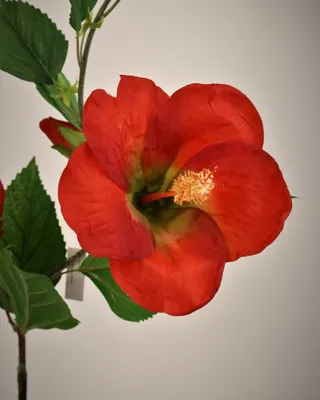 Изображение прекрасной иранской розы