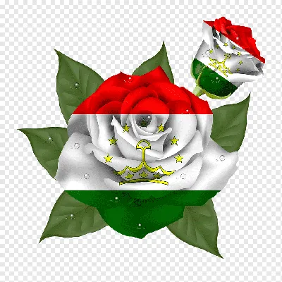 Иранская роза на фото