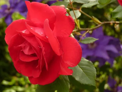 Картинка с изображением иранской розы