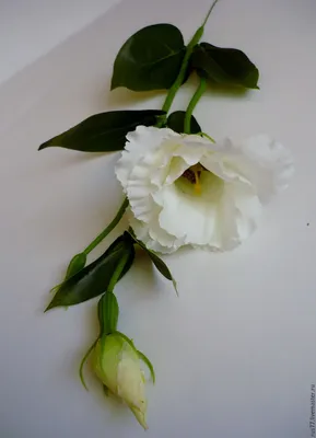 Фотография Ирландской розы для загрузки