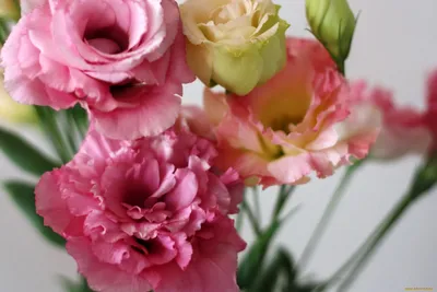 Фото Ирландской розы в формате webp и png