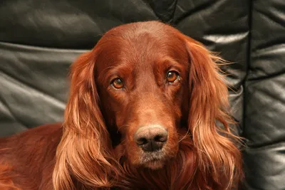 Собака-компаньон: красивые фотографии ирландского красного сеттера