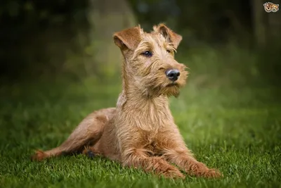 Фото ирландского терьера: наслаждайтесь красотой и элегантностью этой породы собак
