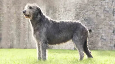 Ирландский волкодав: величественный портрет собаки