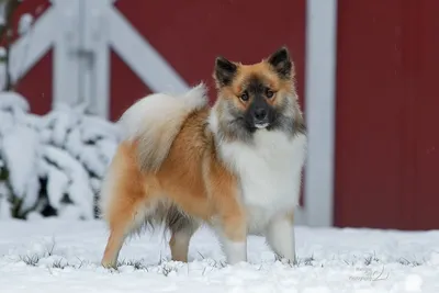 Фотографии исландской собаки в студии