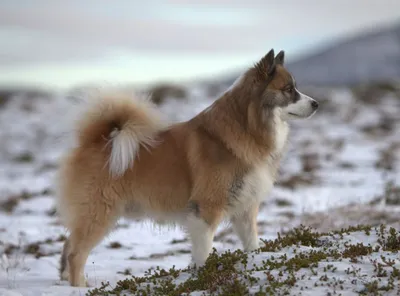 Фотографии исландской собаки для мобильных устройств