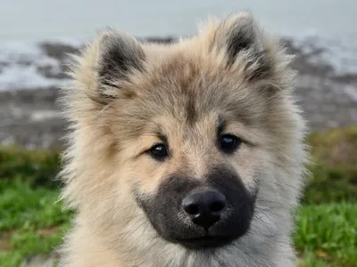 Исландская собака на фото: мощная и красивая