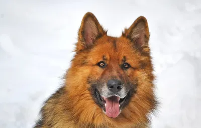 Исландская собака: фотографии с выставок
