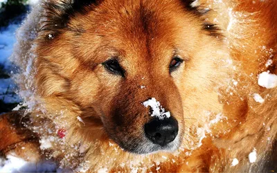 Исландская собака: фотографии с обучения