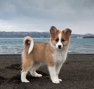 Картинки исландской собаки для любителей породы