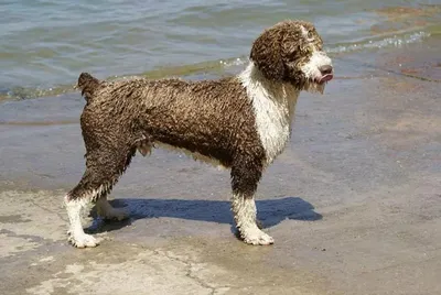 Красивые фотографии испанской водяной собаки