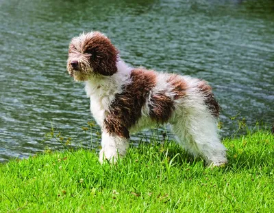 Испанская водяная собака: фото в разных ракурсах
