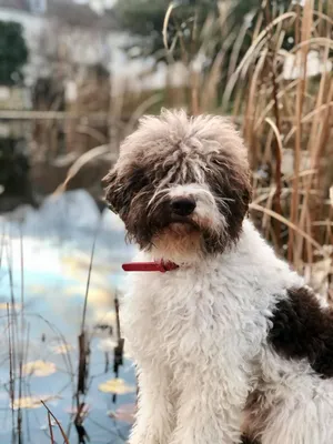 Испанская водяная собака: фото в черно-белом стиле