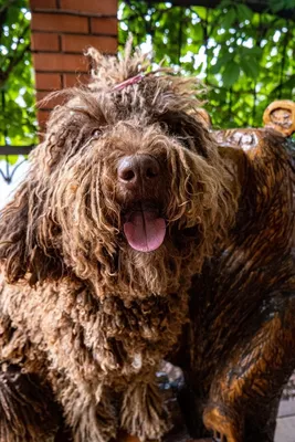 Фотохудожественный портрет: испанская водяная собака