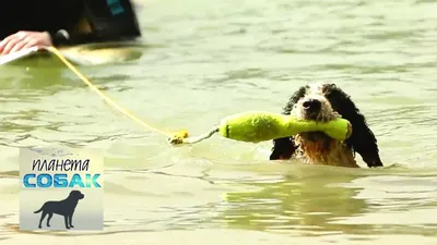 Испанская водяная собака: фото в высоком качестве для печати