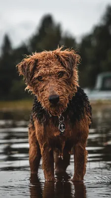 Фото с выставки: испанская водяная собака с призами