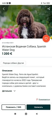 Фотографии испанской водяной собаки на высоком разрешении