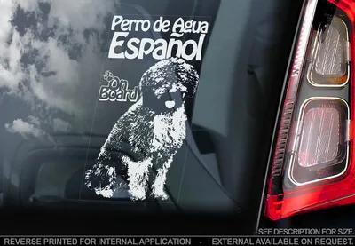 Фото испанской водяной собаки на белом фоне