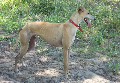 Фото собак испанской породы: прекрасное сочетание силы и грации