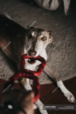 Фотографии испанских гальго: красивые изображения собак этой породы