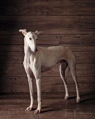 Фото собак испанской породы: привлекательность и элегантность