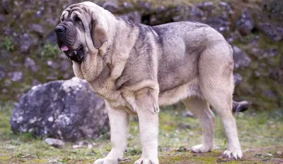 Испанский мастиф на фото: умный и защитный пес