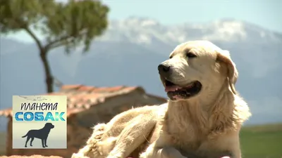 Испанский мастиф: большая и красивая собака