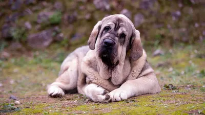 Испанский мастиф: крупная собака с мощными лапами