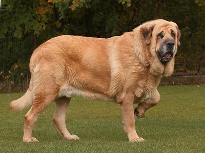 Испанский мастиф на фото: мощный и красивый пес