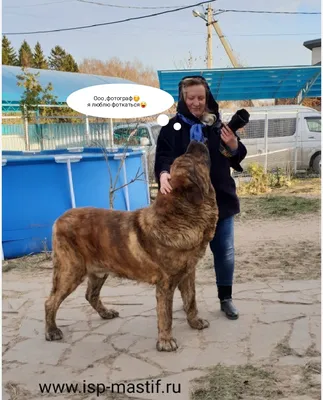 Испанский мастиф на фото: крупный и мощный пес
