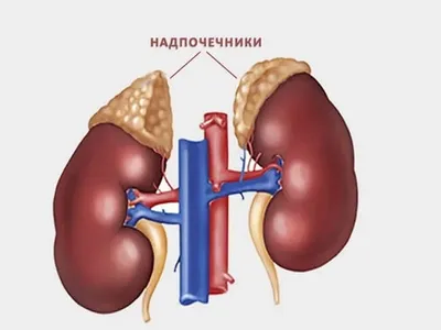 Увлекательные моменты: Фото истинного гермафродитизма