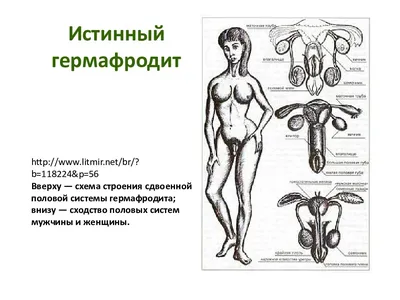 Фотографии истинного гермафродитизма: Выберите JPG, PNG или WebP