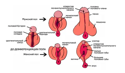 Фотографии гермафродитизма: Выберите JPG, PNG, WebP