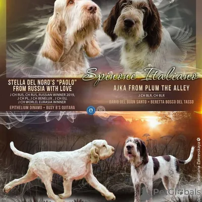Итальянский спиноне: фото собаки в разных форматах