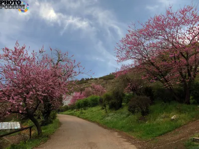 Фотография Иудиного дерева в HD качестве - загадочные моменты