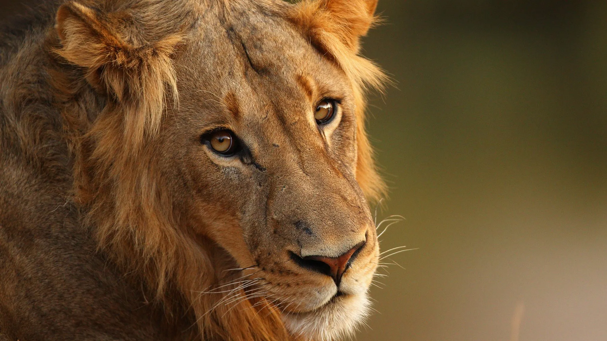 Какой физической особенностью обладал лев. Африканский Лев. Lions head South Africa.