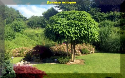 Прекрасная природа: Южные деревья и кустарники на обоях