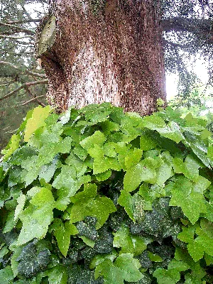 Редкие экземпляры южных деревьев и кустарников на фото