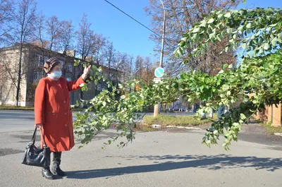 Живое сокровище юга: фотографии красивых деревьев в естественной среде.