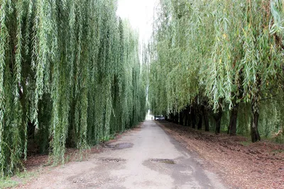 Ива водопад: воплощение красоты природы на фото