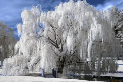 Ива водопад: фотографии, раскрывающие его уникальное очарование