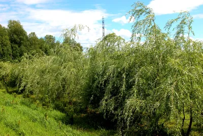 Прекрасный фон с водопадом Ива