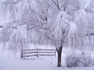 Фото Ивы среди снежных деревьев: Выбирайте размер и формат