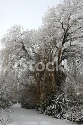 Фото Ивы в зимнем наряде: Изображения в различных форматах